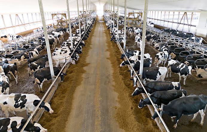 Cow Signals infographic